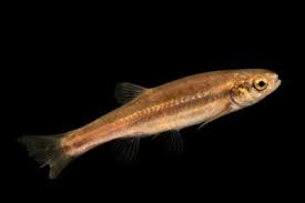 Image result for Disperis reklieberae