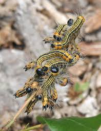 Black And White Striped Caterpillar With Orange Dots Caterpillars Eat Blueberry Leaves Hairy Yellow Orange Stripes On Black Wildeherb Com