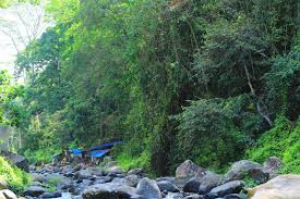 Check spelling or type a new query. Lazwardy Journal Menjelajah Alam Sesaot Forest And River