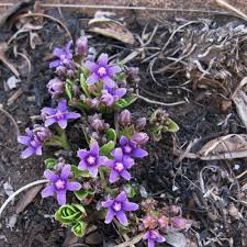 Image result for Raphionacme