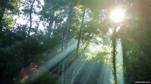 Watch this hd video now you will never see ads again! Amazing Nature Summer Hd 1080 On Make A Gif