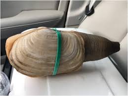 Image result for geoduck