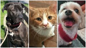 Apply to server, crew member, bartender and more! Dog In Shelter Over 500 Days Among Pets Up For Adoption On Long Island
