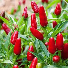 4 to 12 times hotter use: Thai Ornamental Peppers Hot Peppers Plants Stuffed Hot Peppers Stuffed Peppers
