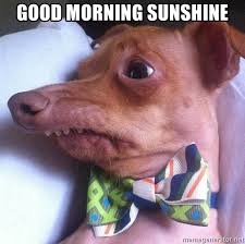 We did not find results for: Good Morning Sunshine Tuna The Phteven Dog Meme Generator