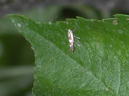 Modification of outdoor management practices to agri science landscaping / turfgrass technology syllabus school: Cherry Western Tentiform Leafminer Pacific Northwest Pest Management Handbooks