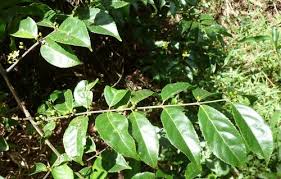 Image result for Salacia erecta