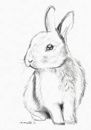 12 Beau De Lapindessin Galerie En 2020 Dessin Lapin Croquis Animaux Dessin D Animal