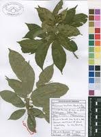 Image result for Alchornea laxiflora