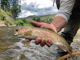 Quail creek offers many recreational wellness and fitness activities that cater to varying levels of experience and support a vibrant 55+ lifestyle. Fly Fishing Rock Creek Western Montana Fly Fishing Waters
