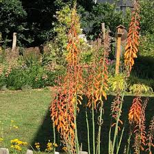 Image result for Cyathea thomsonii