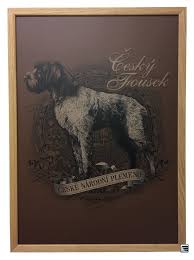 Image result for český fousek stavba těla