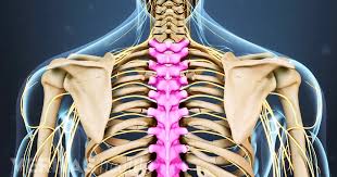 Come back into right main bronchus. Thoracic Spine Anatomy And Upper Back Pain