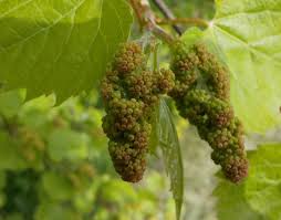 Image result for Rhoicissus tomentosa