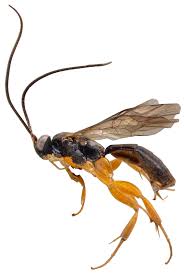 Image result for Exochaenium