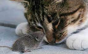 Cat Urine Rodent Repellent Or Love Potion 9 Modkat