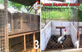 Kandang ayam bangkok dari bambu sederhana | sumber: Jenis Kandang Ayam Bangkok Lengkap Dengan Ukuran Dan Gambarnya