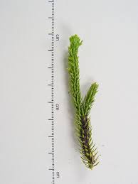 Image result for Aporrhiza