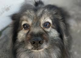 One of the most renowned dog rescues in california's bay area is rocket dog rescue. Adopt A Shelter Pet Day April 30th Rco Pet Care