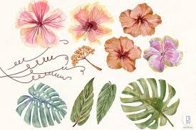 Watercolor Hibiscus Flower Monstera Dessin Groot Dessin