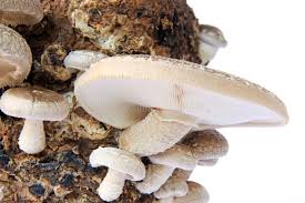 Image result for Lentinus edodes