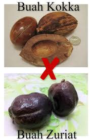 Berguna buat memperbaiki sistem reproduksi pria dan wanita. Buah Zuriat Dari Mekah Awas Jangan Tertipu Ada Yang Mengatakan Buah Zuriat Itu Adalah Buah Kokka Iaitu Sejenis Pokok Yang Dijadikan Bahtera Nabi Nuh Jawapan Admin Bukan Sama Sekali Buah Zuriat
