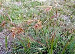 Image result for Themeda triandra