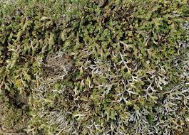 Image result for Selaginella nivea