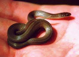 Smooth Earth Snake Virginia Valeriae Snake Reptiles And Amphibians Golden Snake