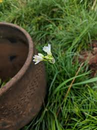 Image result for Nothoscordum borbonicum