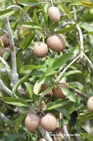 Image result for Manilkara