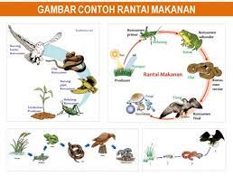 Penjelasan Lengkap Rantai Makanan Jaring Jaring Makanan Beserta Contoh