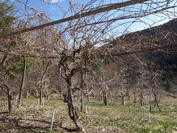 Trellis for hardy kiwi vines. Actinidia Arguta Grouse Mt Farm S Blog