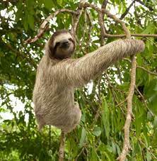 Three Toed Sloth 0 06 0 19 Mph Three Toed Sloth Sloth Animals