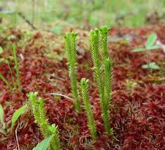 Image result for Huperzia bampsiana