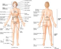 Superficial and deep anterior muscles of upper body. The Language Of Anatomy Anatomical Position And Directional Terms Anatomy Physiology