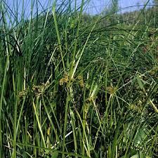 Image result for Bussea xylocarpa