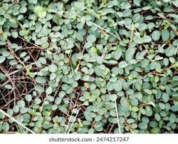 Image result for Dichondra micrantha