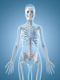 It is consists of ribs. Spine Rib Cage And Arm Bones Anatomical Reference System Stock Photo 160227252