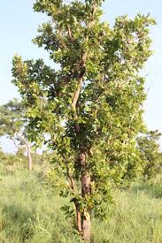 Image result for Crossopteryx