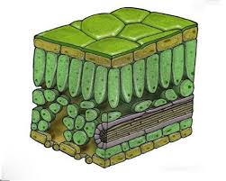 Check spelling or type a new query. Paper 1 Plant Cell Organisation P G 42 Diagram Quizlet
