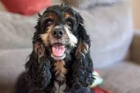 Cocker Spaniel Weight Whats Ideal