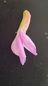 Image result for Astragalus atropilosulus