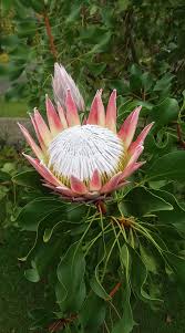 Image result for Protea micans