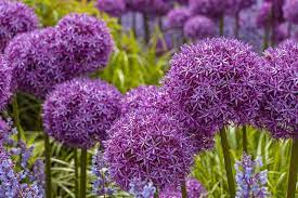 Choose a spot with full sun and good soil drainage. How To Grow And Care For Ornamental Alliums Gardener S Path