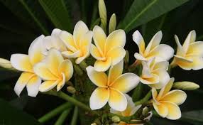 Bunga mawar bunga melati bunga sepatu. 11 Jenis Tanaman Hias Bunga Cantik Untuk Indoor Dan Outdoor
