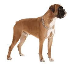 Check spelling or type a new query. Boxer Dog Breed Facts And Information Wag Dog Walking