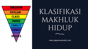Klasifikasi, makhluk hidup, kunci masih banyak lagi aneka ragam makhluk hidup yang ada di bumi yang beragam jenis sifat serta untuk mempermudah dalam mempelajari keanekaragaman makhluk hidup tersebut, manusia melakukan. Klasifikasi Makhluk Hidup Pengertian Tujuan Manfaat Dan Sistem Jagoan Sekolah