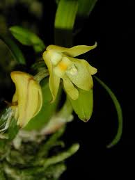 Image result for Polystachya ottoniana