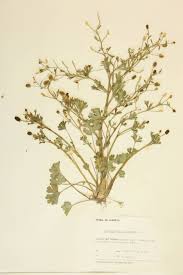 Image result for Ranunculus multifidus